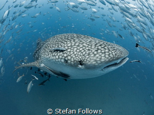 Wink

Whale Shark - Rhincodon typus

Sail Rock, Thailand by Stefan Follows 